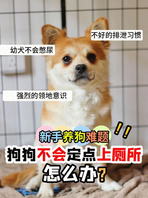 怎么让狗狗进入自己的房间拉屎,我家狗狗卡在里面痛怎么办