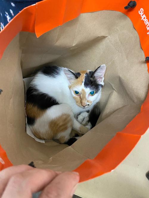 招财猫原型是什么品种的猫,招财猫原型是三花猫