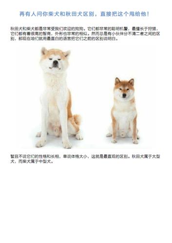日本柴犬和秋田犬,柴犬和秋田犬和中华田园犬的区别