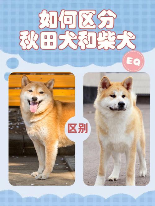日本柴犬和秋田犬,柴犬和秋田犬和中华田园犬的区别