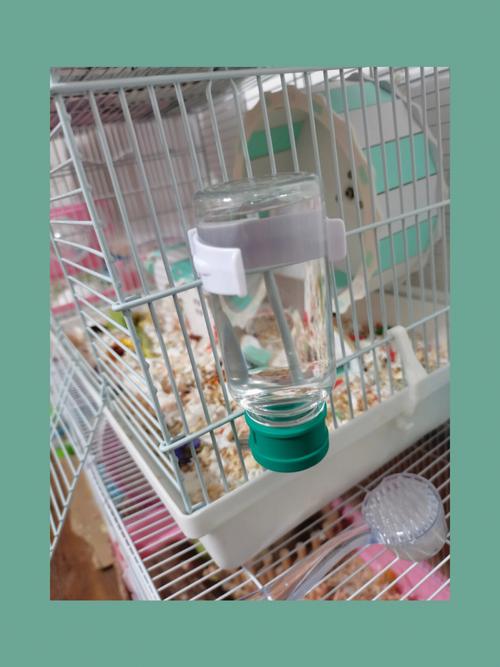 最简单的自制仓鼠水壶,仓鼠不喝水会死吗视频