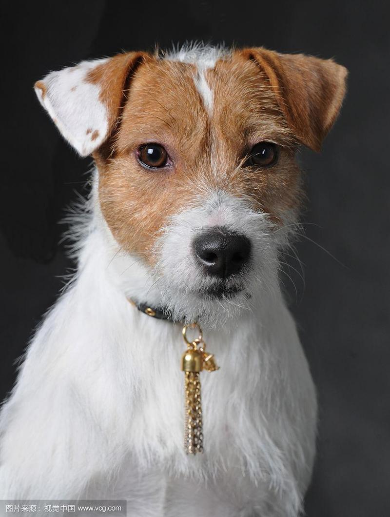 杰克拉塞尔梗犬聪明嘛,杰克拉塞尔梗犬的特点