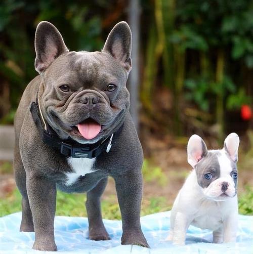 法兰西斗牛犬贵吗,法兰西斗牛犬能长多大