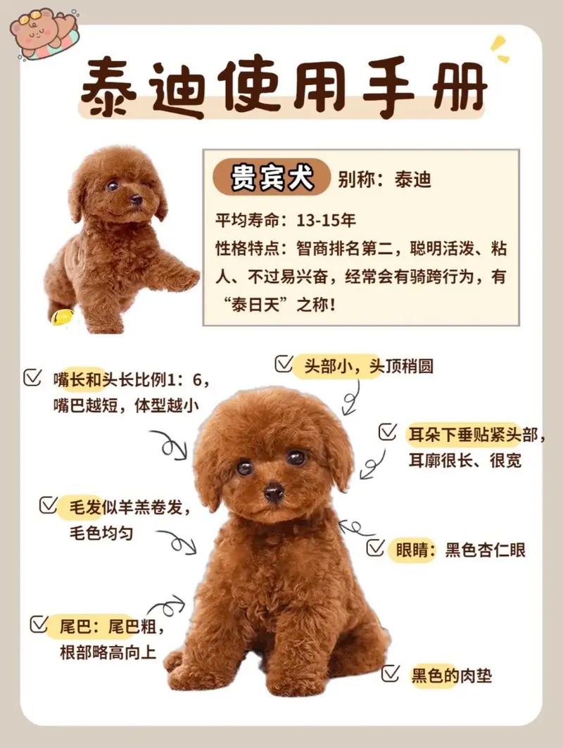 泰迪可以吃米饭吗,泰迪的正确喂养方法