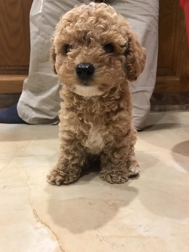泰迪可以吃米饭吗,泰迪的正确喂养方法