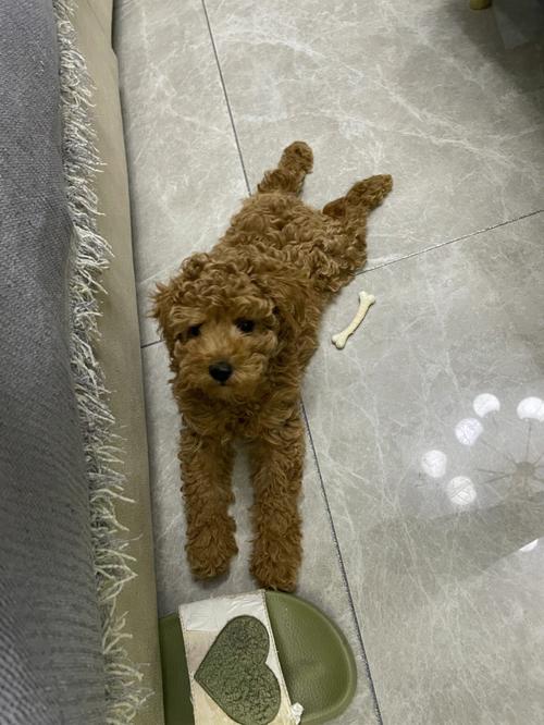 泰迪狗拉稀怎么办,两个月的小狗拉稀怎么办