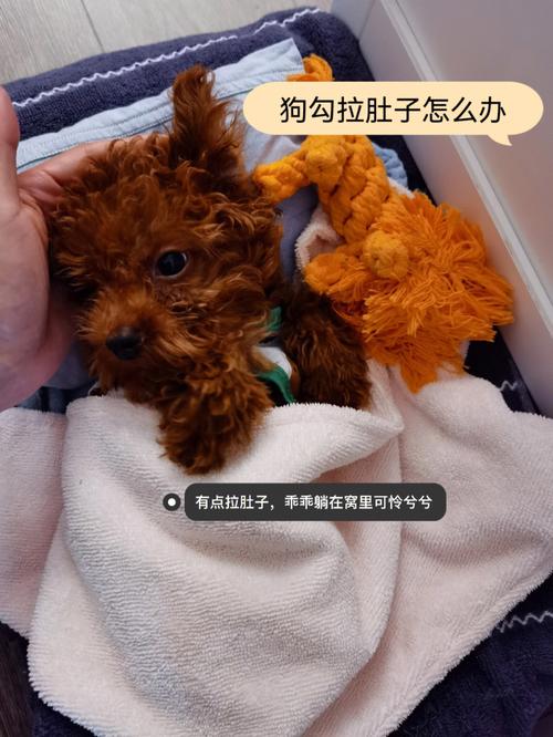 泰迪狗狗拉肚子怎么办,2个月小狗拉肚子怎么办