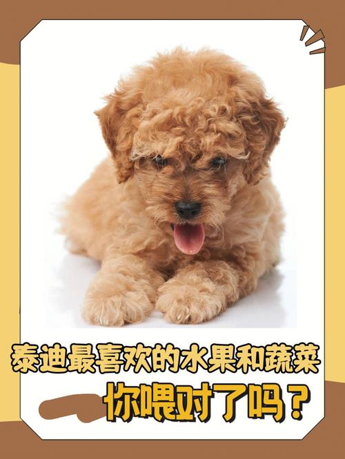 泰迪能吃虾吗 急,泰迪能吃虾吗熟的