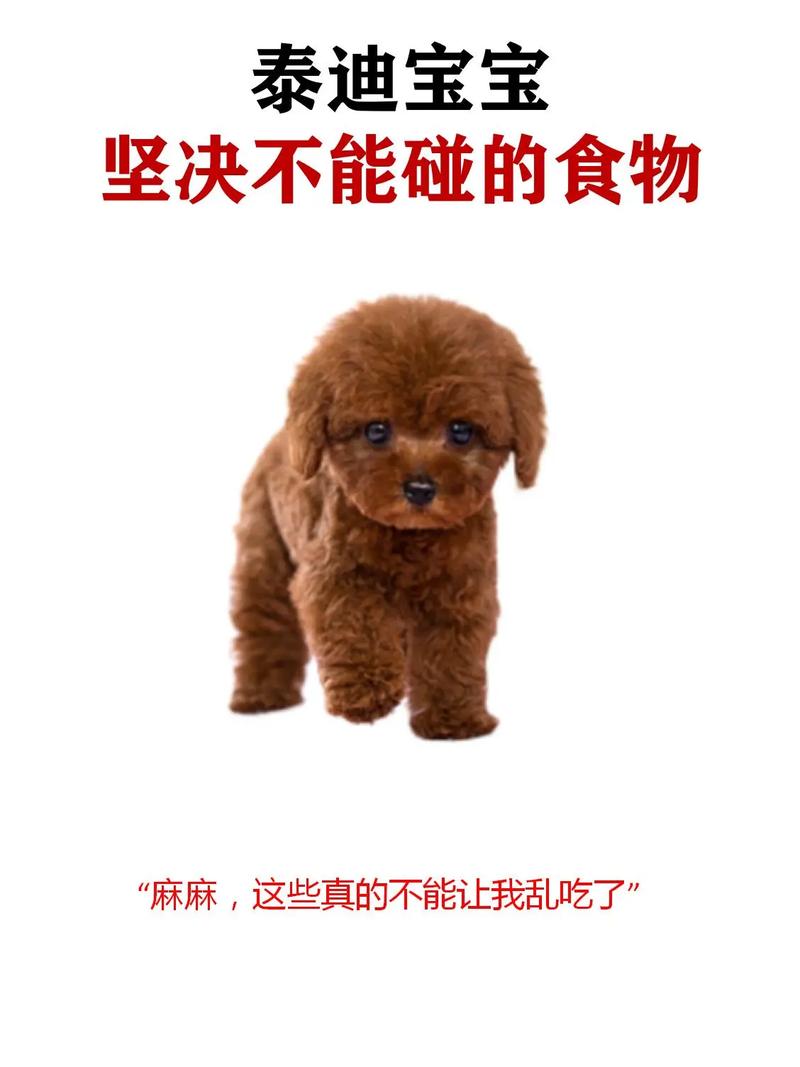 泰迪能吃虾吗 急,泰迪能吃虾吗熟的