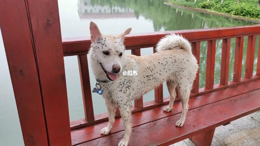 狗可以吃芝麻吗为什么,狗可以吃芝麻吗怎么吃