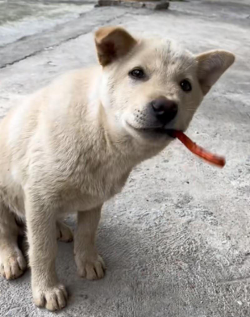 狗可以吃辣条不,狗可以吃辣的吗