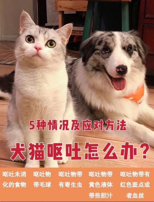 狗吃猫粮吐了怎么回事,狗吃猫粮会有什么影响吗