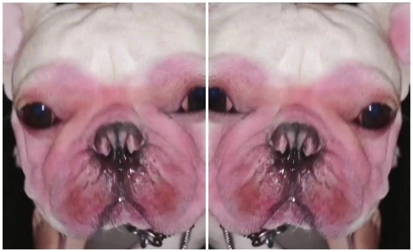 狗吃芒果中毒症状,狗吃芒果过敏吗