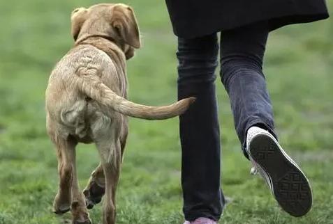 狗狗咬尾巴转圈圈是什么意思,狗狗摇尾巴是什么原因