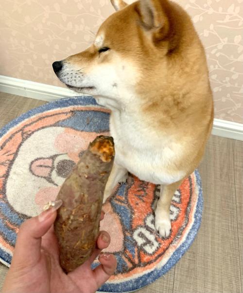 狗狗能吃红薯吗为什么,狗狗能吃红薯吗怎么吃法