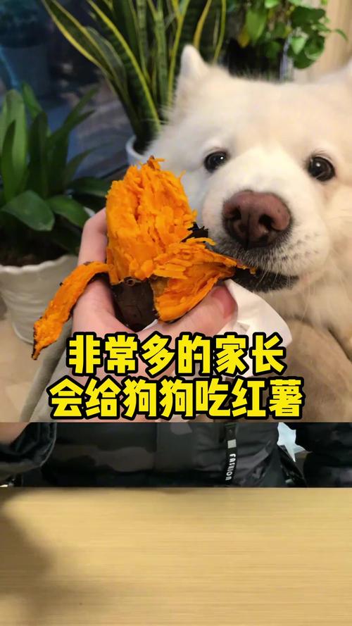 狗狗能吃红薯吗为什么,狗狗能吃红薯吗怎么吃法