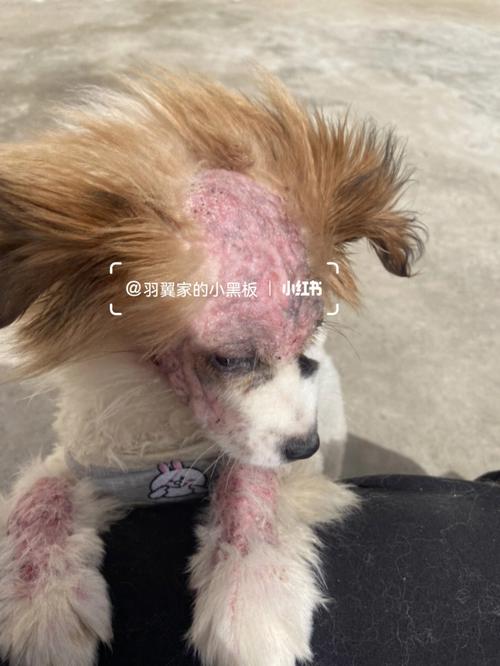 狗狗蠕形螨会自愈吗,狗狗蠕形螨怎么全部彻底去除