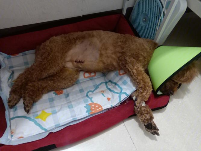 狗狗见血了几天能配,公犬有必要做绝育吗