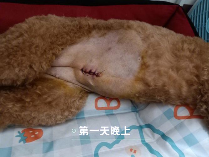狗狗见血了几天能配,公犬有必要做绝育吗