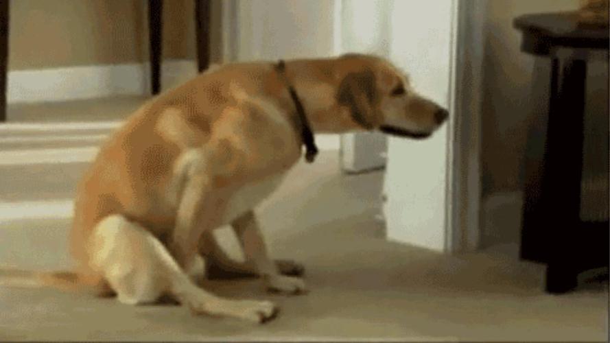 狗狗蹭屁股