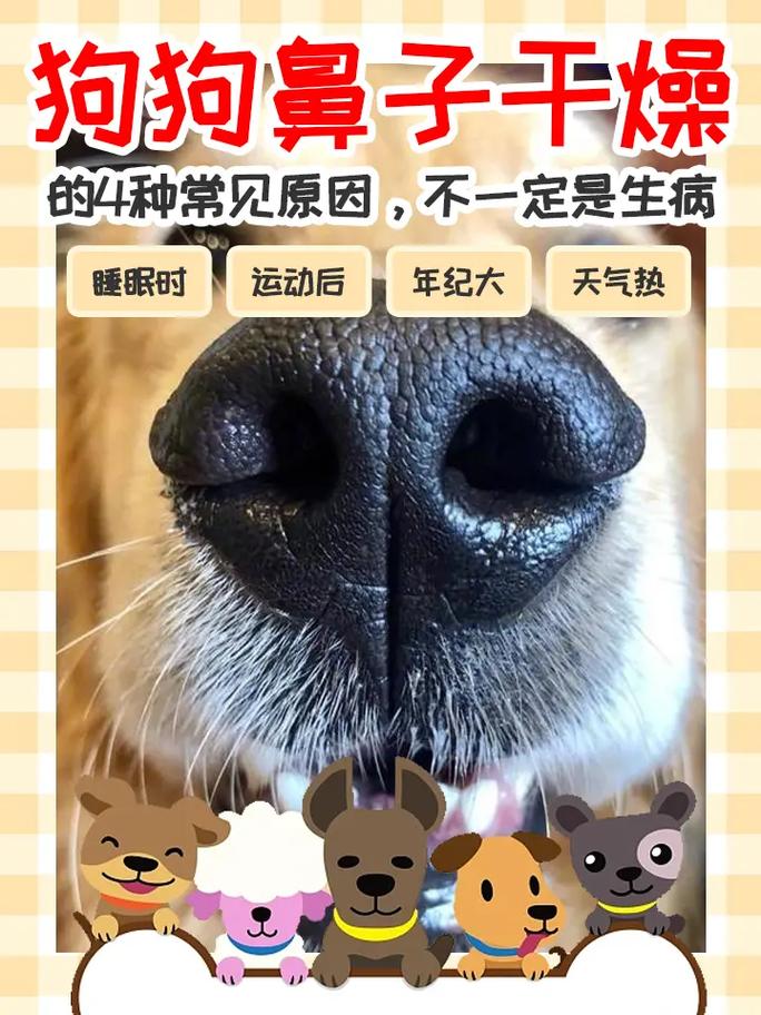 狗狗鼻子干有眼屎是怎么回事,狗狗鼻子干好还是湿好