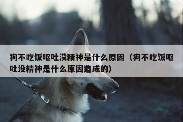 狗精神状态不好,狗精神好就是不吃东西