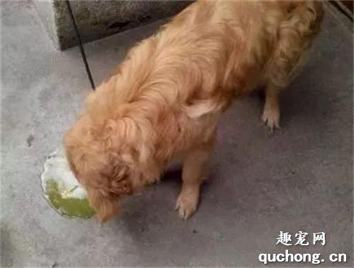 狗细小症状有哪些,狗细小症状好转了,自己喝水又吐了