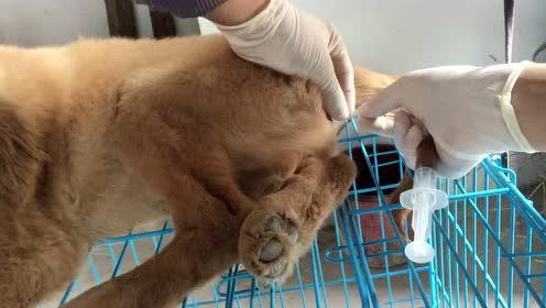 狗翻肠子打什么针,狗翻肠子症状过程