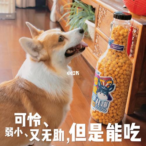 狗能吃爆米花吗会死吗,狗能吃爆米花吗语言说