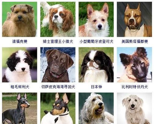 狗能看见的颜色有哪几种,狗能看见的颜色范围