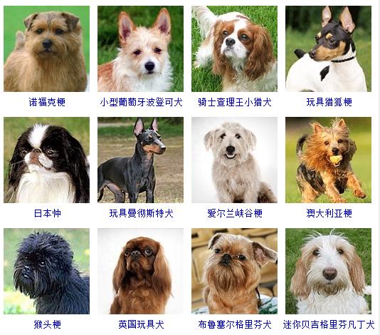 狗能看见的颜色有哪几种,狗能看见的颜色范围