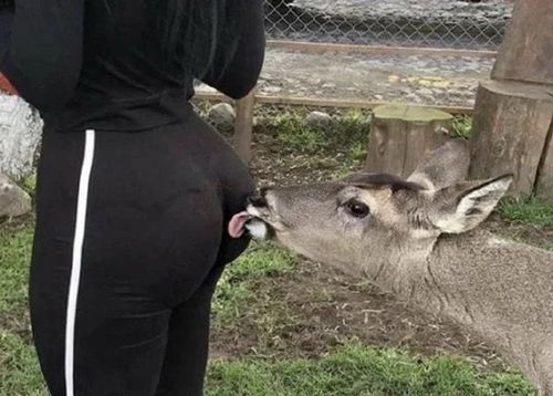 狗舔屁股