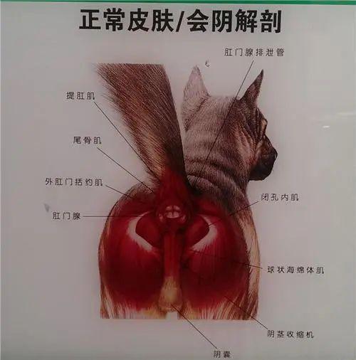 狗阴道