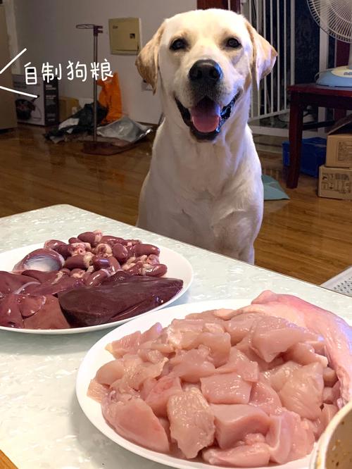 猪肝小狗可以吃吗,猪肝给狗狗吃好吗