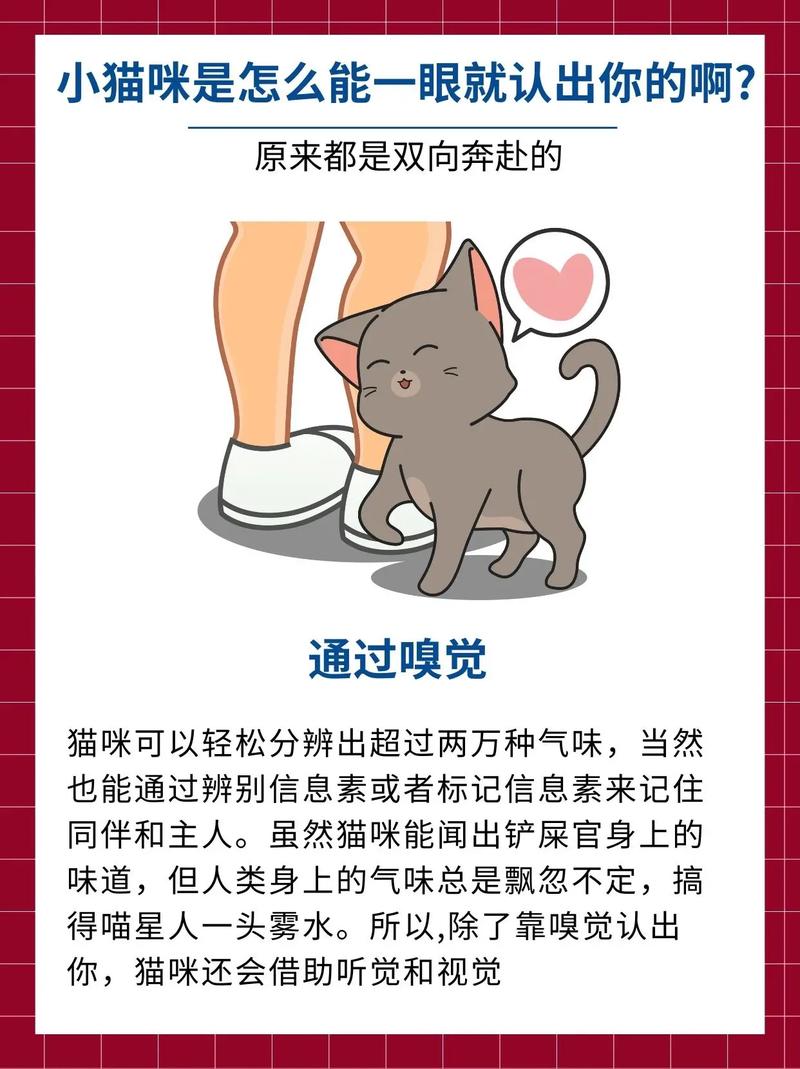 猫一生认一个主人,猫是不是一生只认一个主人
