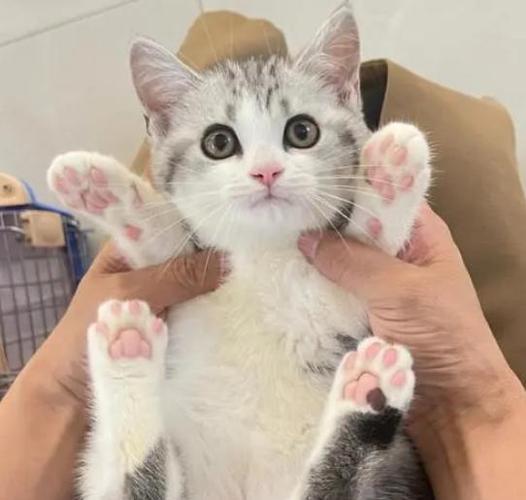 猫一生认一个主人,猫是不是一生只认一个主人