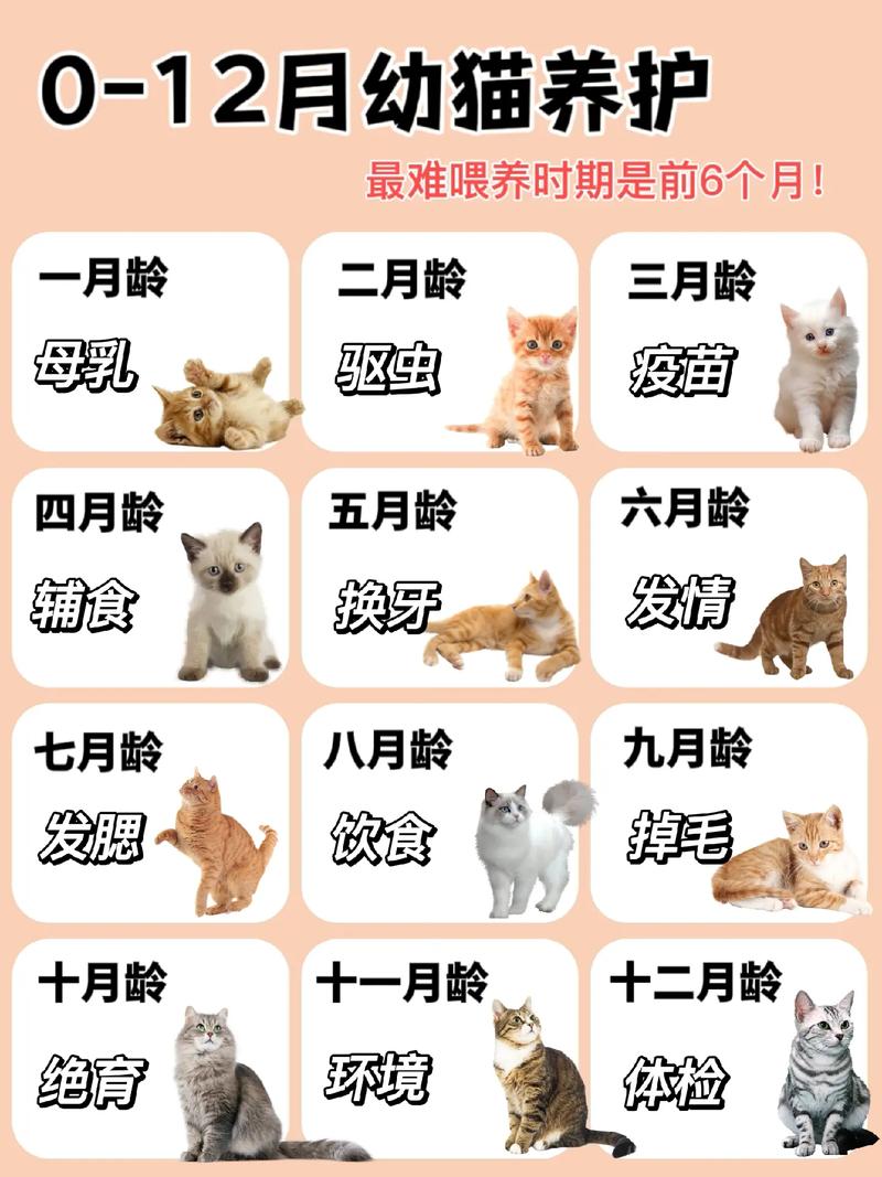 猫不吃不喝怎么喂食,猫不吃不喝能活多久