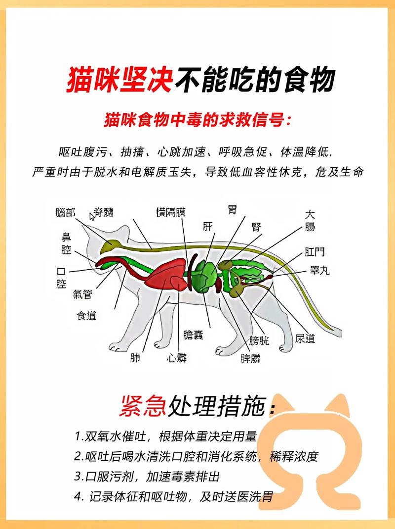 猫不吃不喝怎么喂食,猫不吃不喝能活多久