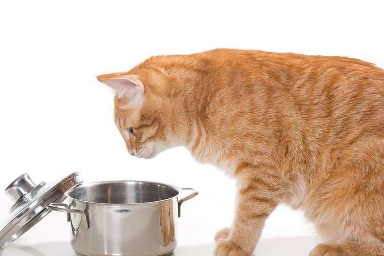 猫不喝水不尿是怎么回事,猫不喝水不吃饭是什么原因