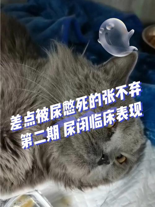 猫不喝水不尿是怎么回事,猫不喝水不吃饭是什么原因
