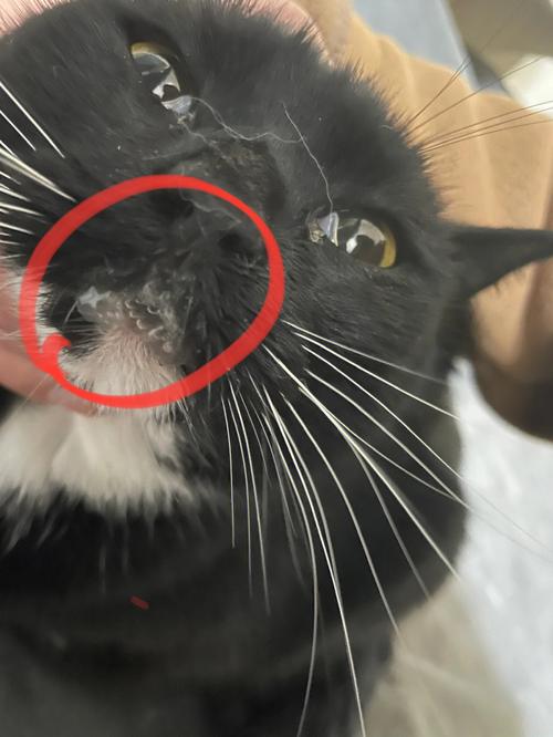 猫中毒了有什么症状,猫中毒吐了白泡沫能活多久
