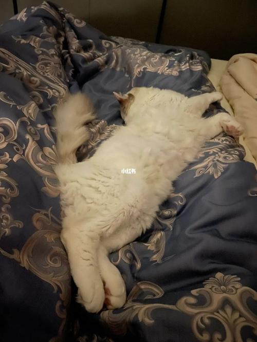 猫临死前的征兆水边,猫咪僵硬了12个小时又复活