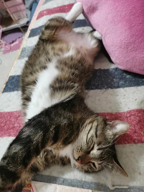 猫临死前的征兆水边,猫咪僵硬了12个小时又复活