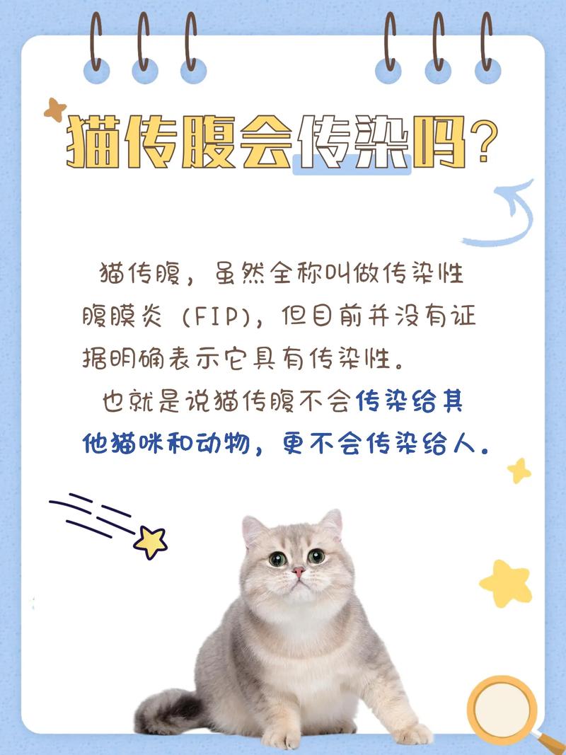 猫传腹传染吗怎么传染,猫传腹病毒会传染人吗