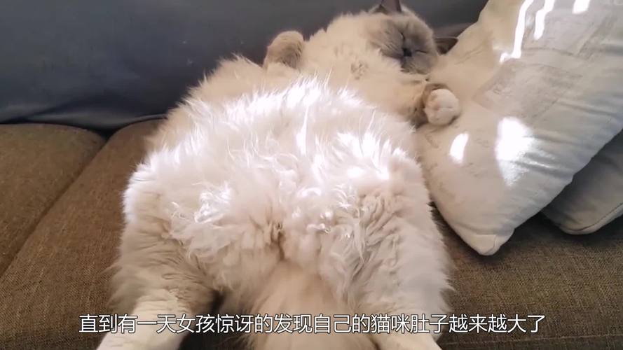 猫几个月生宝宝哦,猫怀孕了多久生小猫
