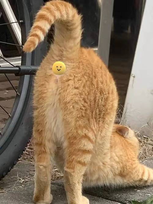 猫几个月绝育避免发情,母猫绝育多少钱一只