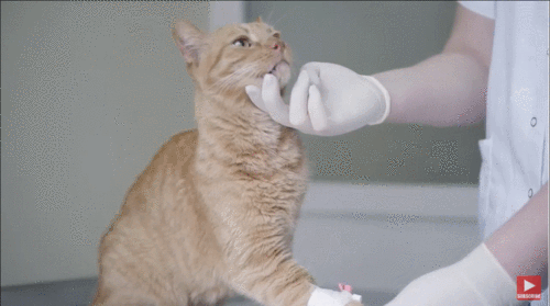 猫几个月绝育避免发情,母猫绝育多少钱一只