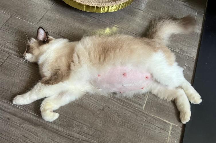 猫发了情怎么解决,一般母猫叫几天就不叫了