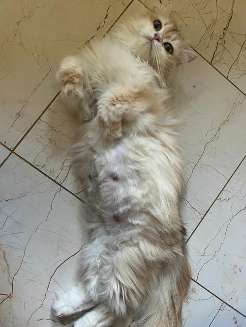 猫发了情怎么解决,一般母猫叫几天就不叫了