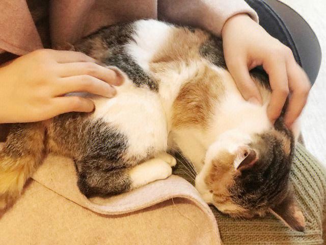 猫发几次情就不发了,猫闹春怎么快速制止